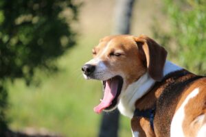 dog yawn kiss dog training