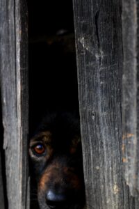 fearful look Kiss Dog Training