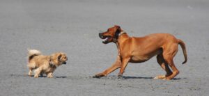 big and little dog Kiss Dog Training....