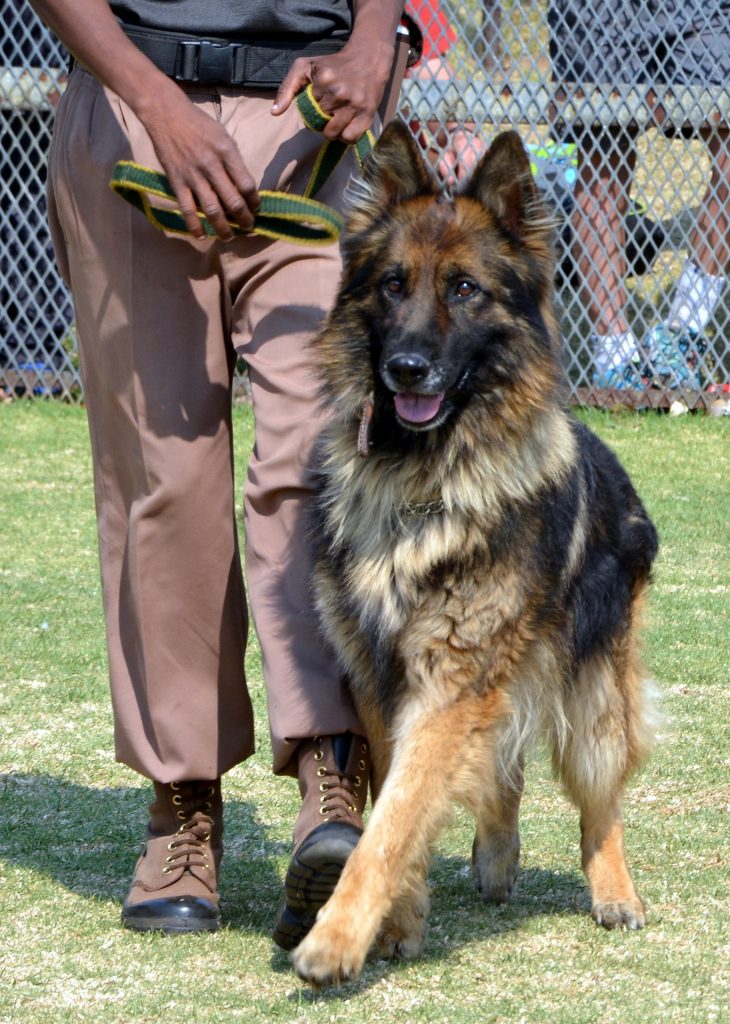 dog-training-in-kansas-city Dog Training in Kansas City