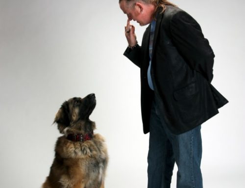 Dog Trainer in Shawnee, KS shares his thoughts on a session I had today Part 4