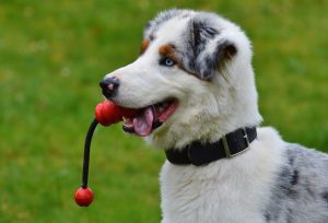 Dog With Toy Kiss Dog Training