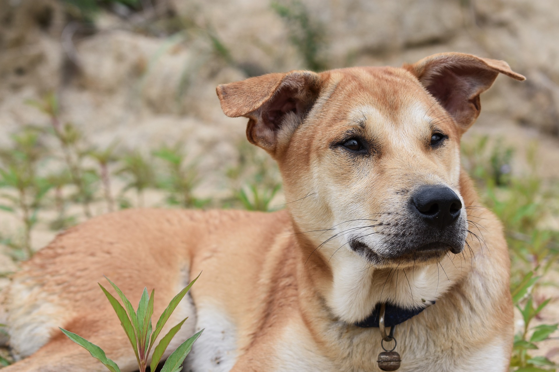 Older dog thinking Kiss Dog Training