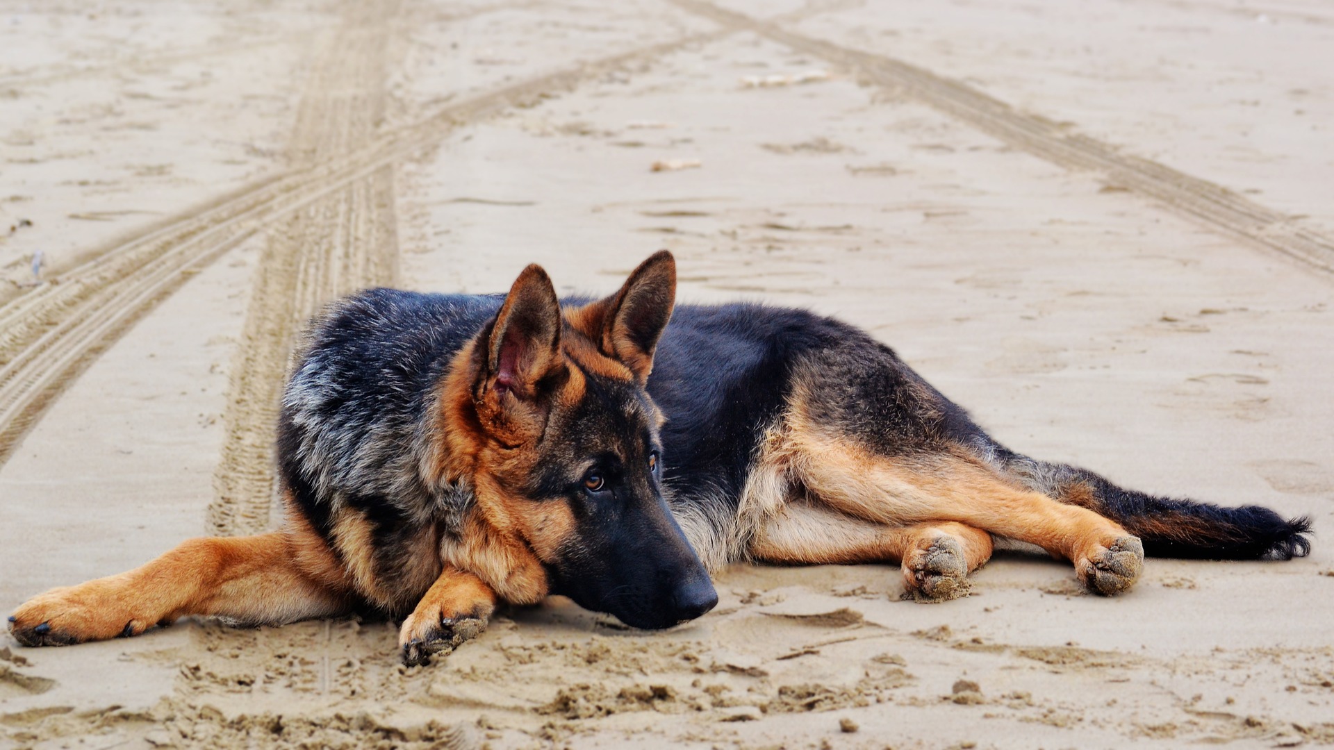 GSD Thinking KISS Dog Training