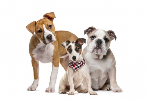 three dogs