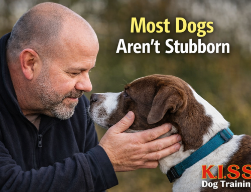 Think Your Dog Is Stubborn? You’re Probably Missing This