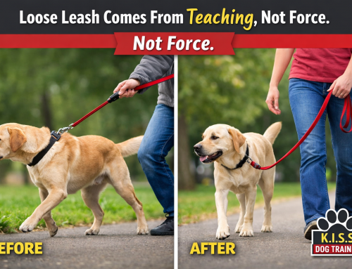 Why Do Dogs Pull on the Leash???