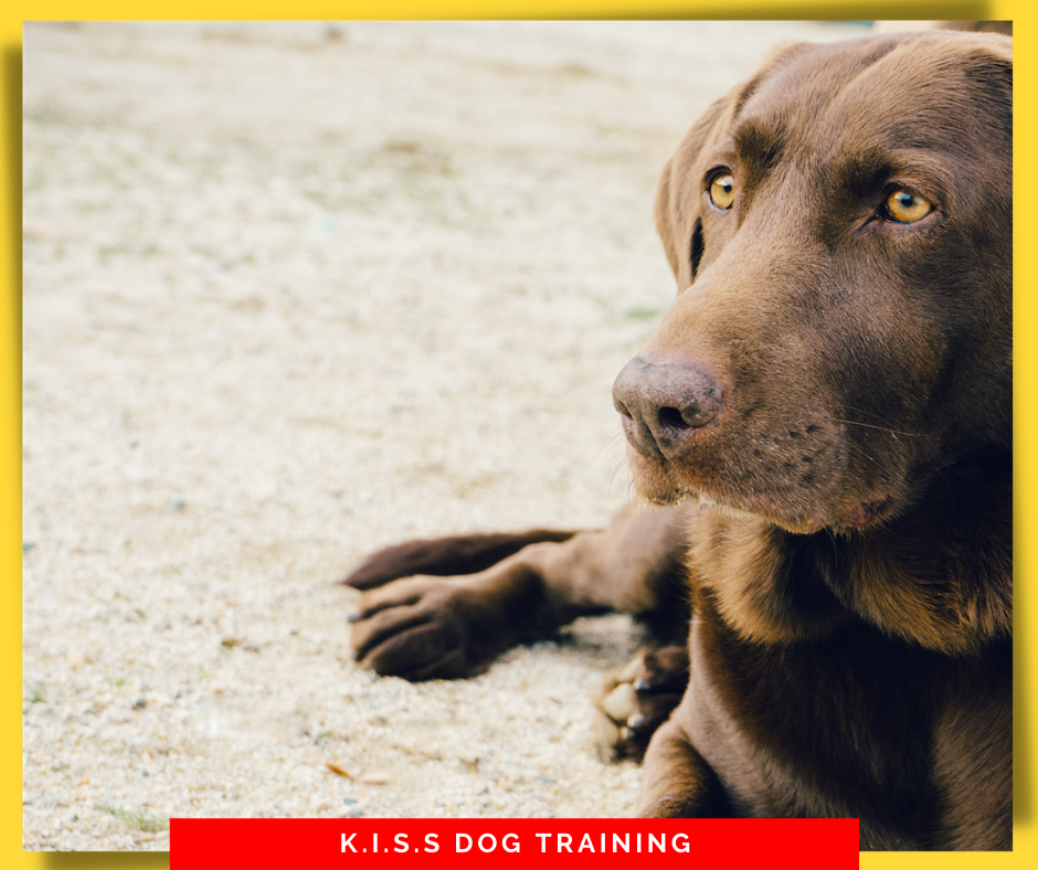 complex-cases Complex Case Dog Training