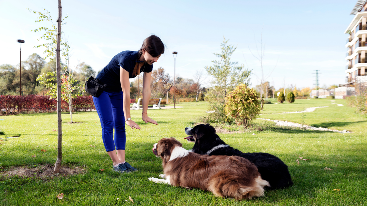 Dog Trainer