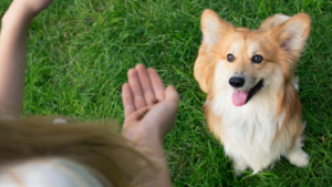Puppy Training In Kansas City
