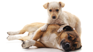 Dog Trainer In Kansas City