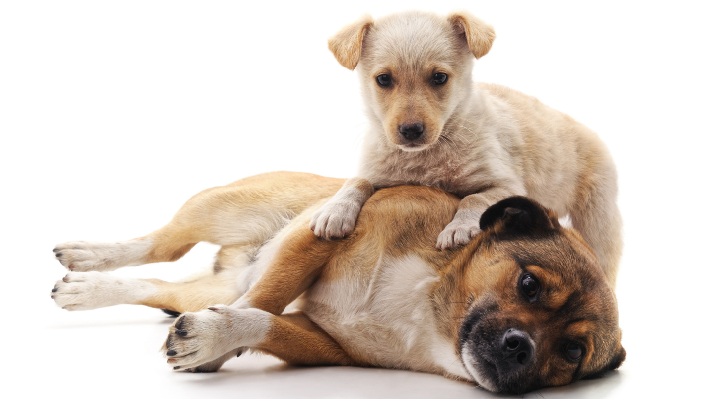Dog Trainer In Kansas City