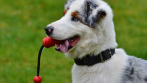 Kansas City Dog Trainer