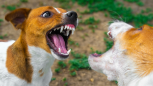 Kansas City Dog Training