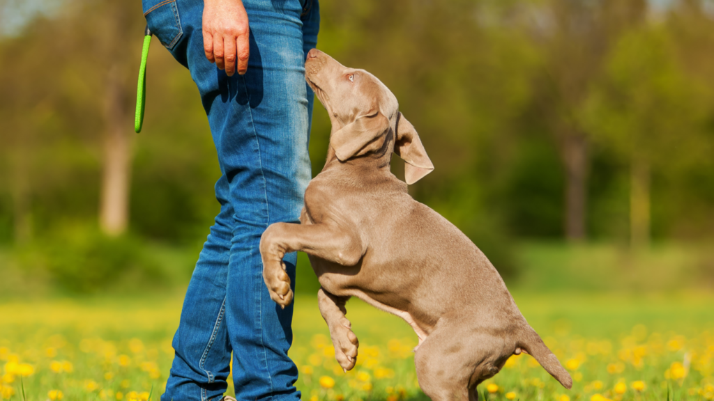 Dog Trainer Dog Trainer