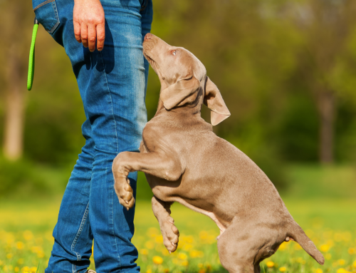 Kansas City Dog Trainer Gives Tips to Stop Your Dog from Jumping on People