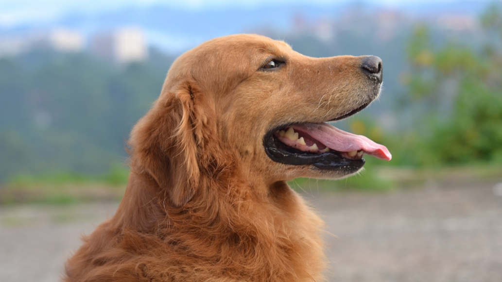 Kansas City Dog Trainer