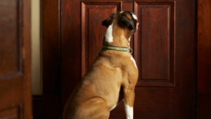Kansas City Dog Trainer