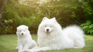 Kansas City Dog Training