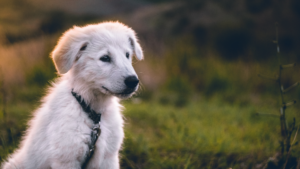 Kansas City Dog Trainer