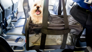 Dog Trainer In Kansas City