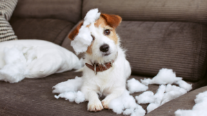 Dog Trainer In Kansas City