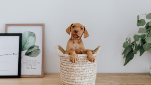 Puppy Training In Kansas City