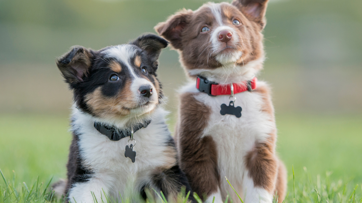 Puppy Training In Kansas City