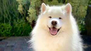 Kansas City Dog Trainer
