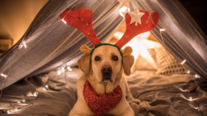 Dog Behavioral Specialist in Kansas City