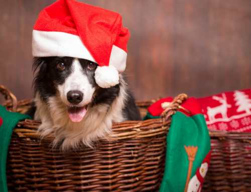 A Dog Behavioral Specialist in Kansas City on How to Keep Your Dog Safe This Christmas
