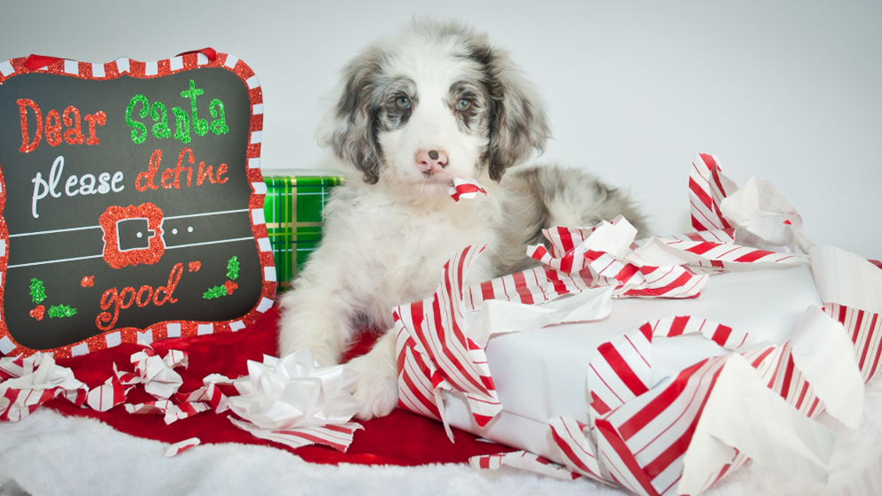 Kansas City Dog Training