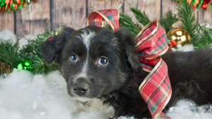 Kansas City Dog Training