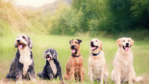 In Home Dog Training In Kansas City