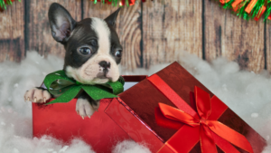 Kansas City Dog Training