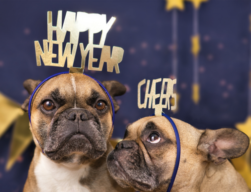 In Home Dog Training In Kansas City: 3 Dog Training New Year’s Resolutions