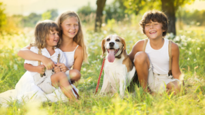 Puppy Training In Kansas City