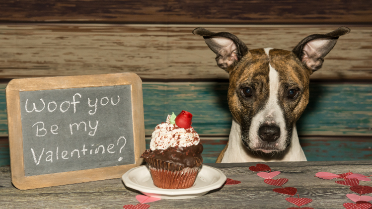 Dog Behavior Specialist In Kansas City