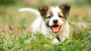 Puppy Training In Shawnee