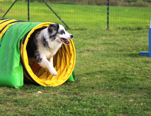 Puppy Training In Shawnee: 7 Benefits of Agility Training for Dogs