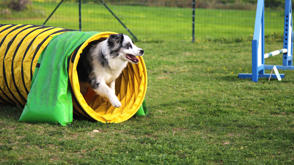 Puppy Training In Shawnee