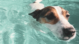 Dog Behavioral Specialist In Shawnee