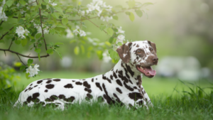 Dog Behavior Specialist In Kansas City