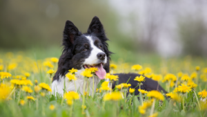 Dog Behavior Specialist In Kansas City