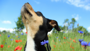 Dog Trainer In Shawnee