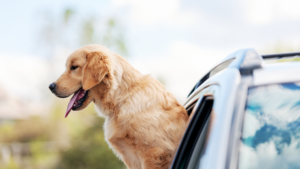 Dog Behavior Specialist In Kansas City