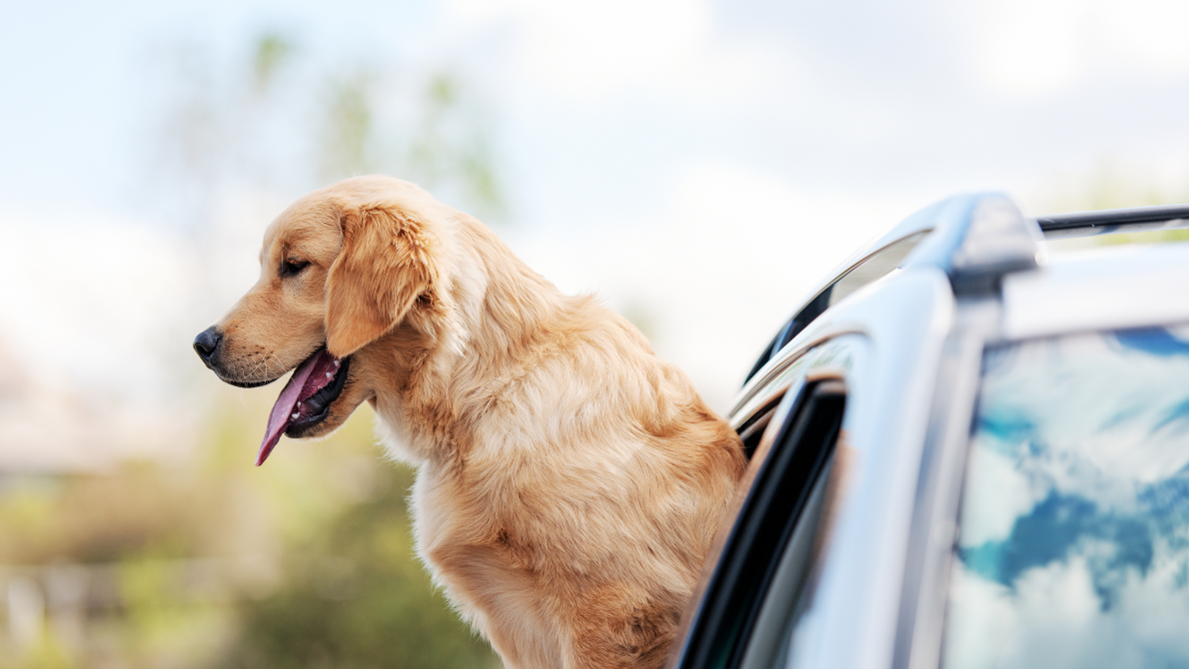 Shawnee Dog Training