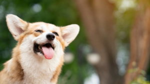 Shawnee Dog Training