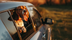 Shawnee Dog Training