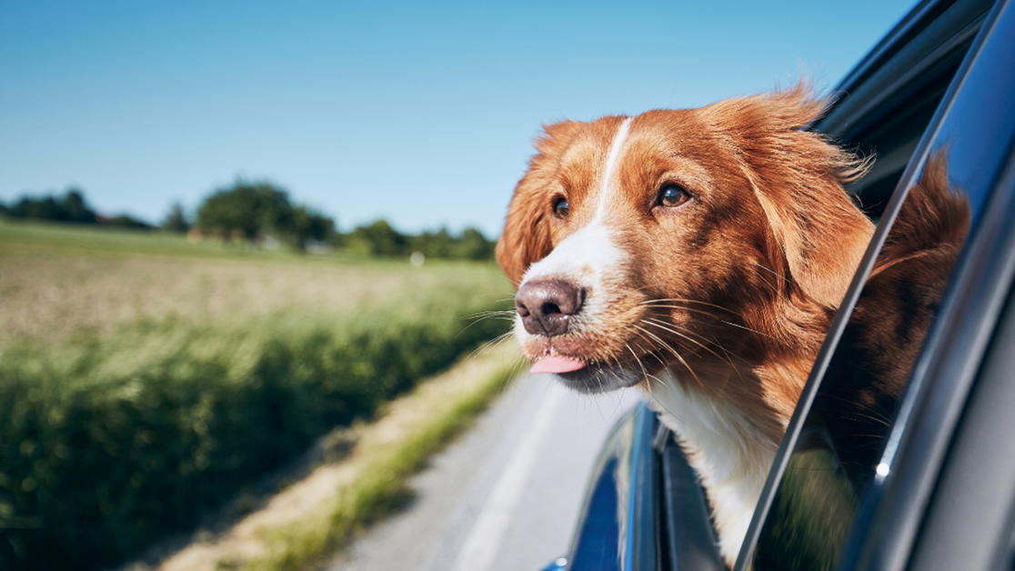 Dog Behavior Specialist In Kansas City